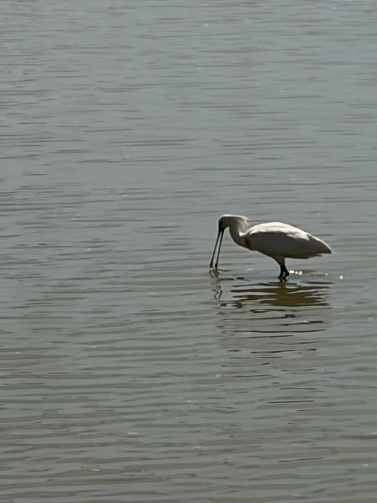 Witte vogel zoekt voedsel in ondiep water