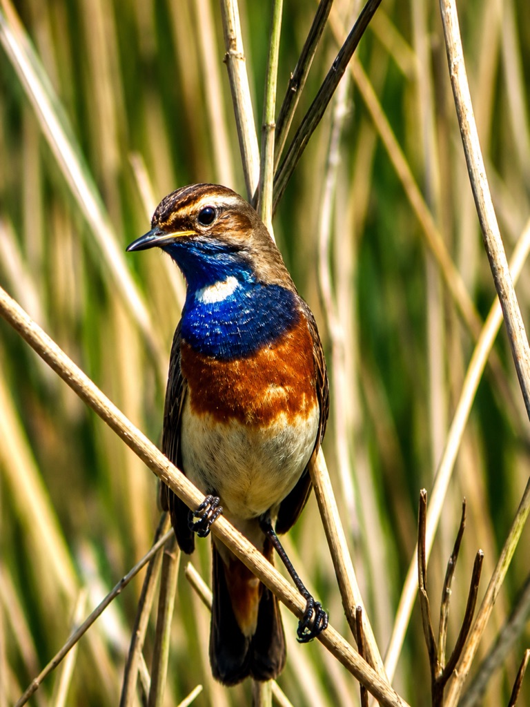 Vogel met blauwe borst tussen de rietstengels