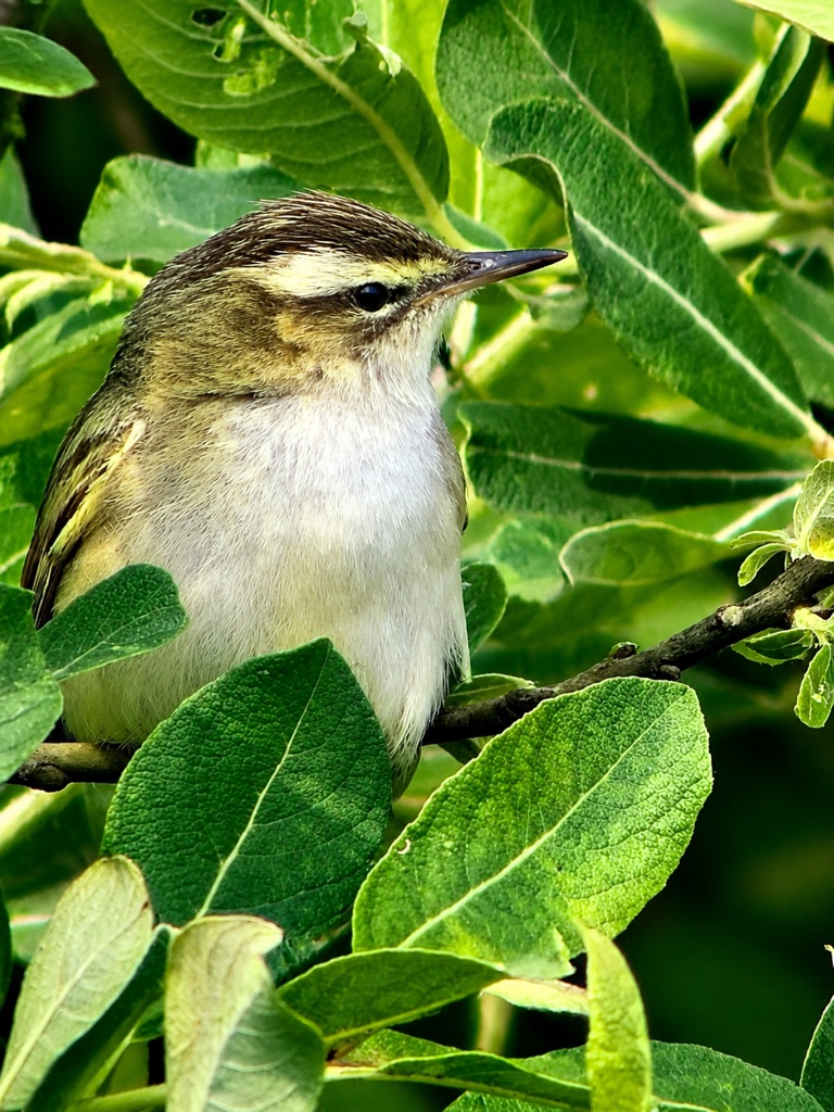 Kleine vogel tussen groene bladeren