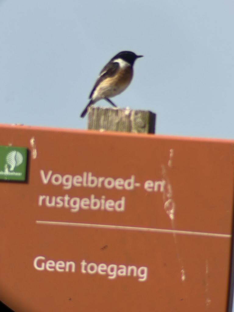 Vogel op een paal boven een bord voor een vogelrustgebied