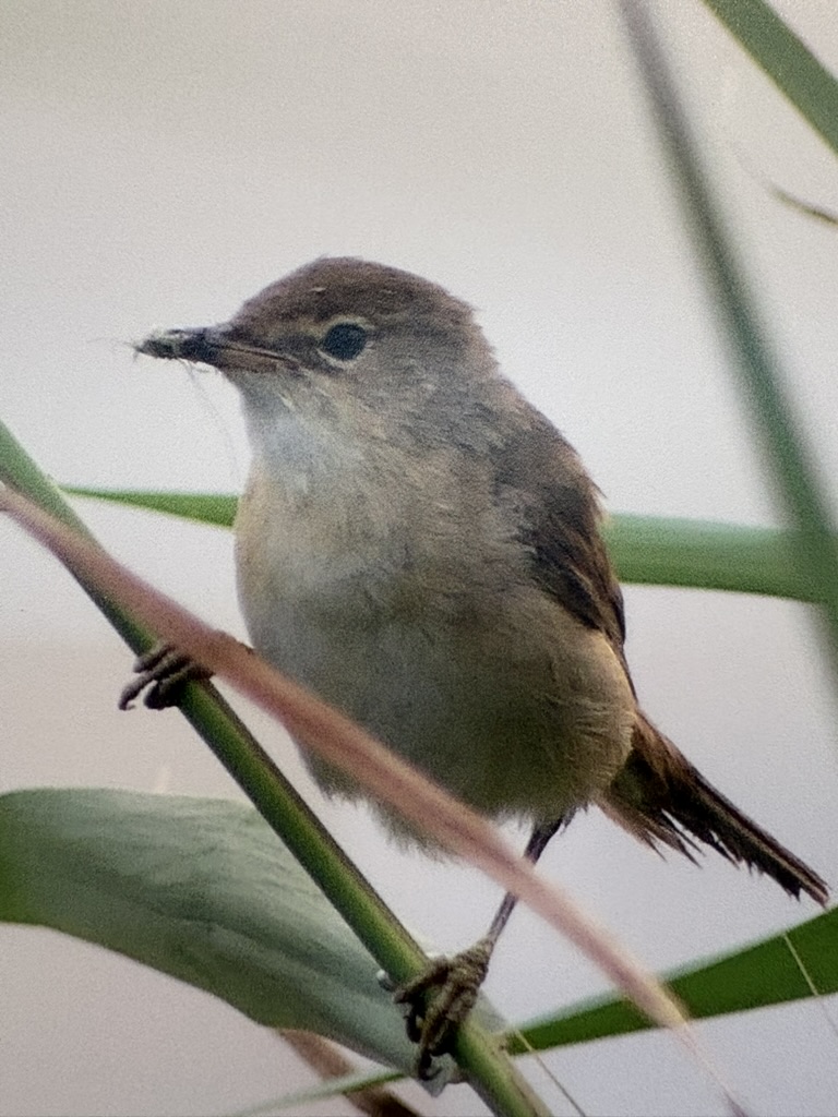 Kleine bruine vogel op een rietstengel