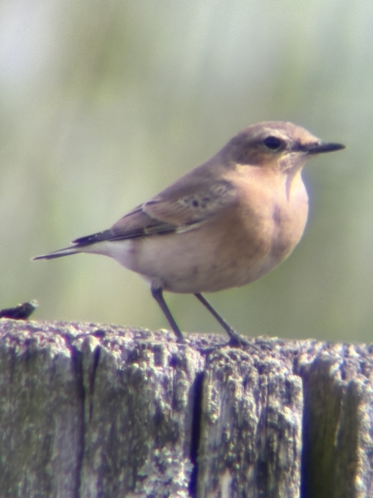 Bruine vogel op een houten paal