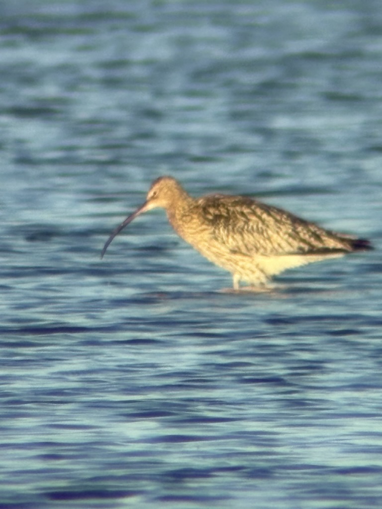 Vogel met lange gebogen snavel in het water