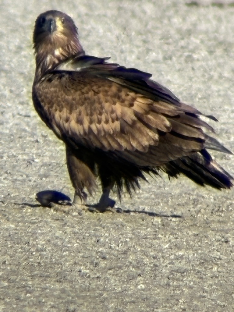 Grote bruine vogel op de grond